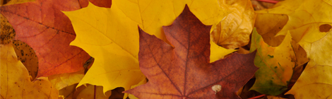 Årsmöte, lördag 11.10.2014